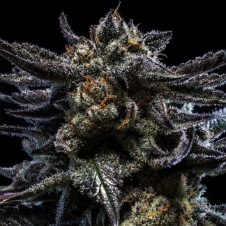 ZOMBIE KUSH AUTO Feminized Cannabis Seeds