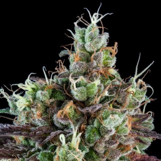 SOUR RIPPER AUTO Feminized Cannabis Seeds