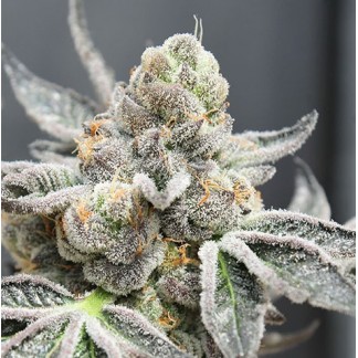 RADICAL JUICE AUTO Feminized Cannabis Seeds