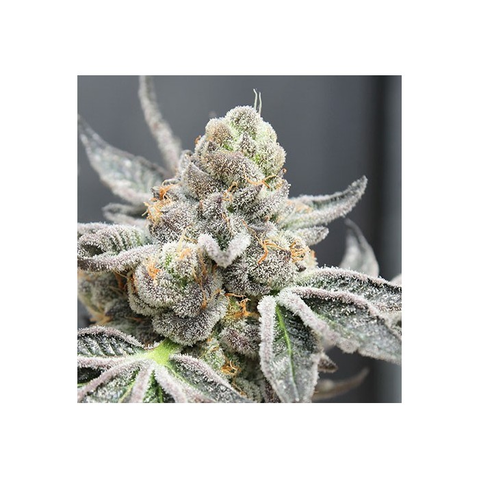 RADICAL JUICE AUTO Feminized Cannabis Seeds