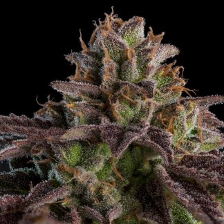 KMINTZ AUTO Feminized Cannabis Seeds