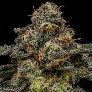 ZOMBIE BRIDE Feminized Cannabis Seeds