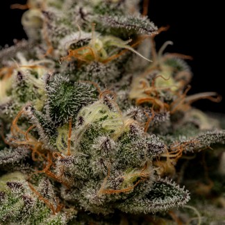 ZOMBIE BRIDE Feminized Cannabis Seeds