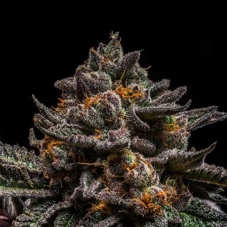 BRAIN CAKE Feminized Cannabis Seeds