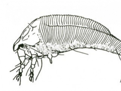 Vine micro mite virus